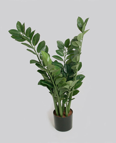 1008-066 Zamifolia 66cm, 1008-090 Zamifolia 90cm, 1008-110 Zamifolia 110cm